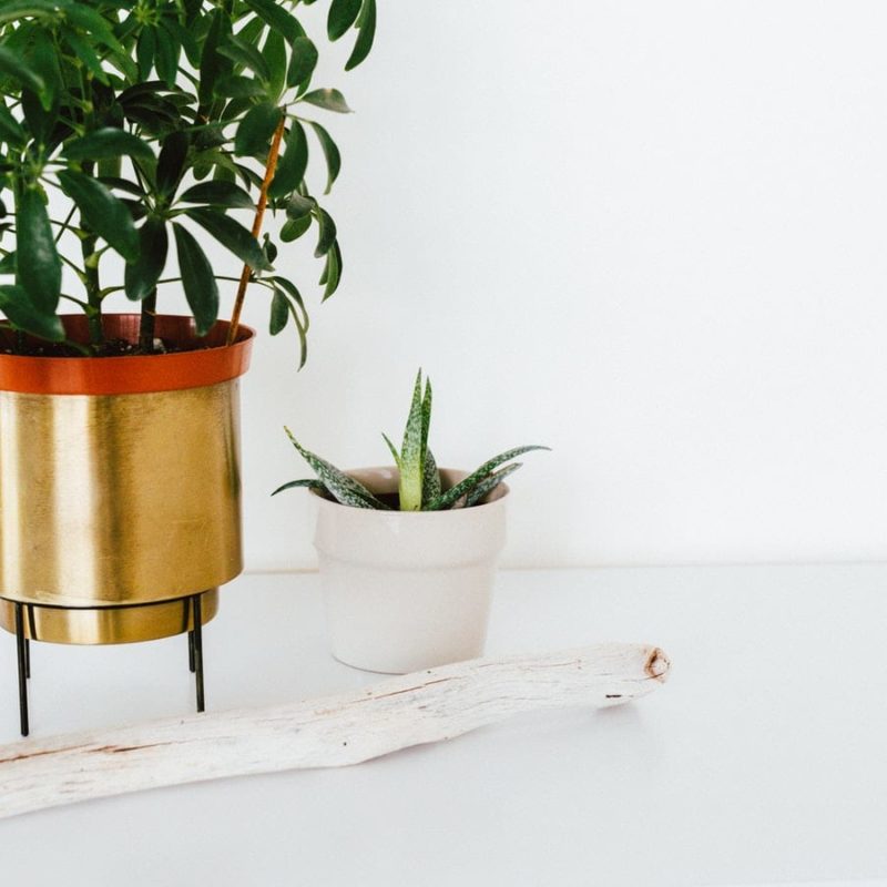 Plant-Blog