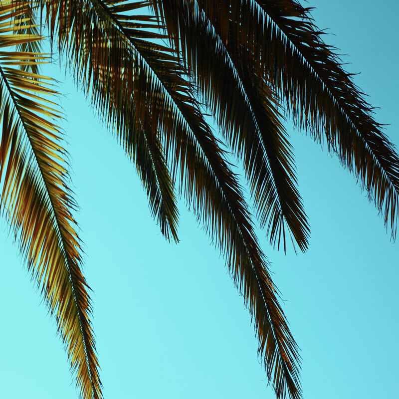 green palm tree with blue sky planning an event successfully
